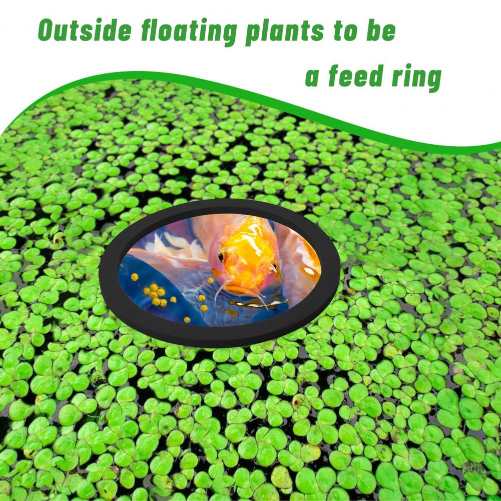 Planted Aquarium For Goldfish - 물고기 탱크 수족관 부동 식물 반지에