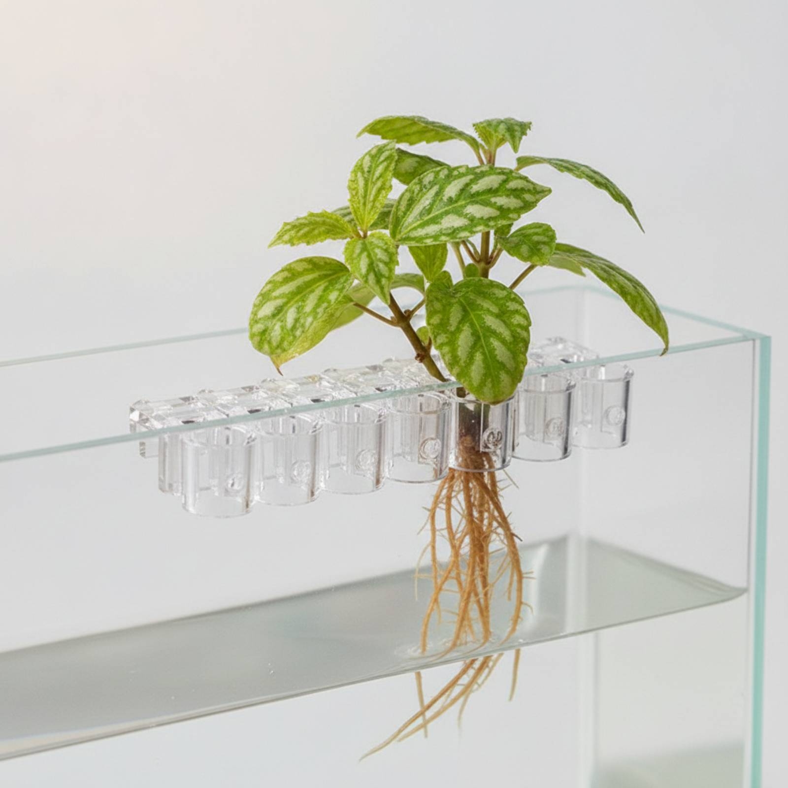6개 수족관 플랜터 투명 수경 재배 지지 클립(나사 포 - Aquarium Plant Original 리뷰 및 가격