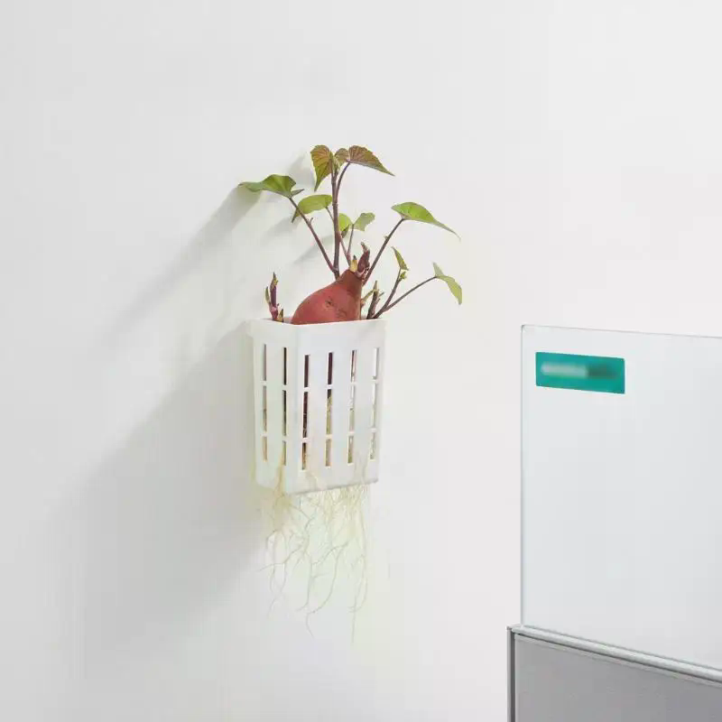 1개 수경재배 지지 바구니 어항 식물 재배 컵 수초 수 - Aquarium Plant Original 리뷰 및 가격