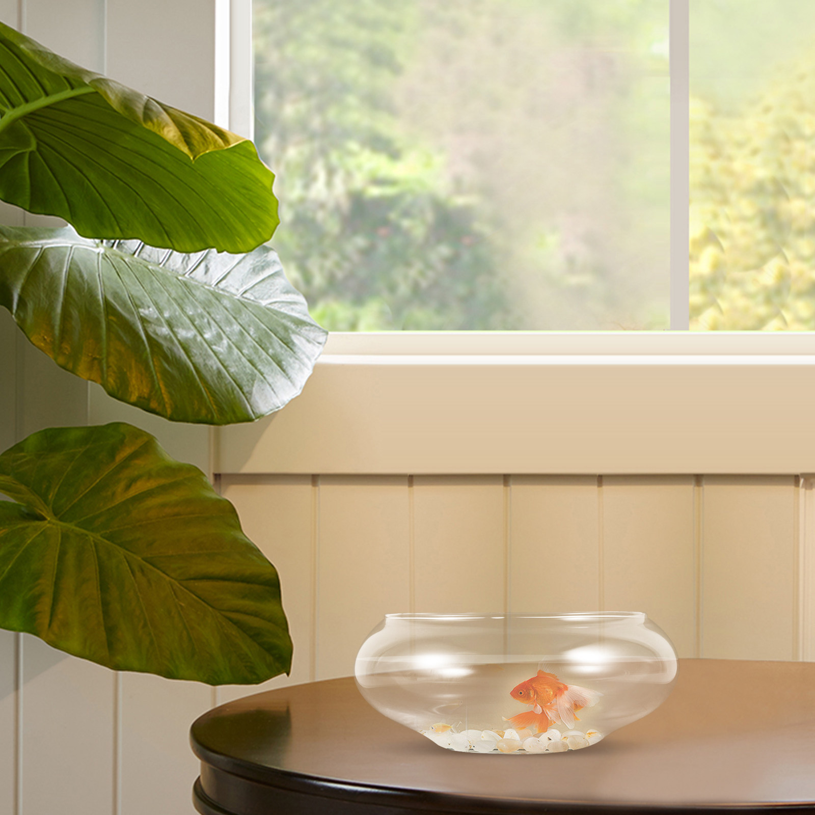투명한 유리 재질의 둥근 모양의 어항으로, 금붕어를 키 - Planted Aquarium For Goldfish 리뷰 및 가격