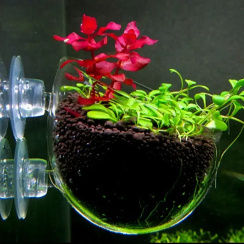 투명한 수생 식물 컵, 흡착식 받침대 포함, 유리 재질 - Aquarium Plant Red 리뷰 및 가격