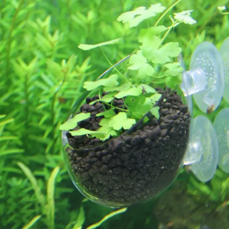 투명한 수생 식물 컵, 흡착식 받침대 포함, 유리 재질 - Aquarium Plant Red 리뷰 및 가격