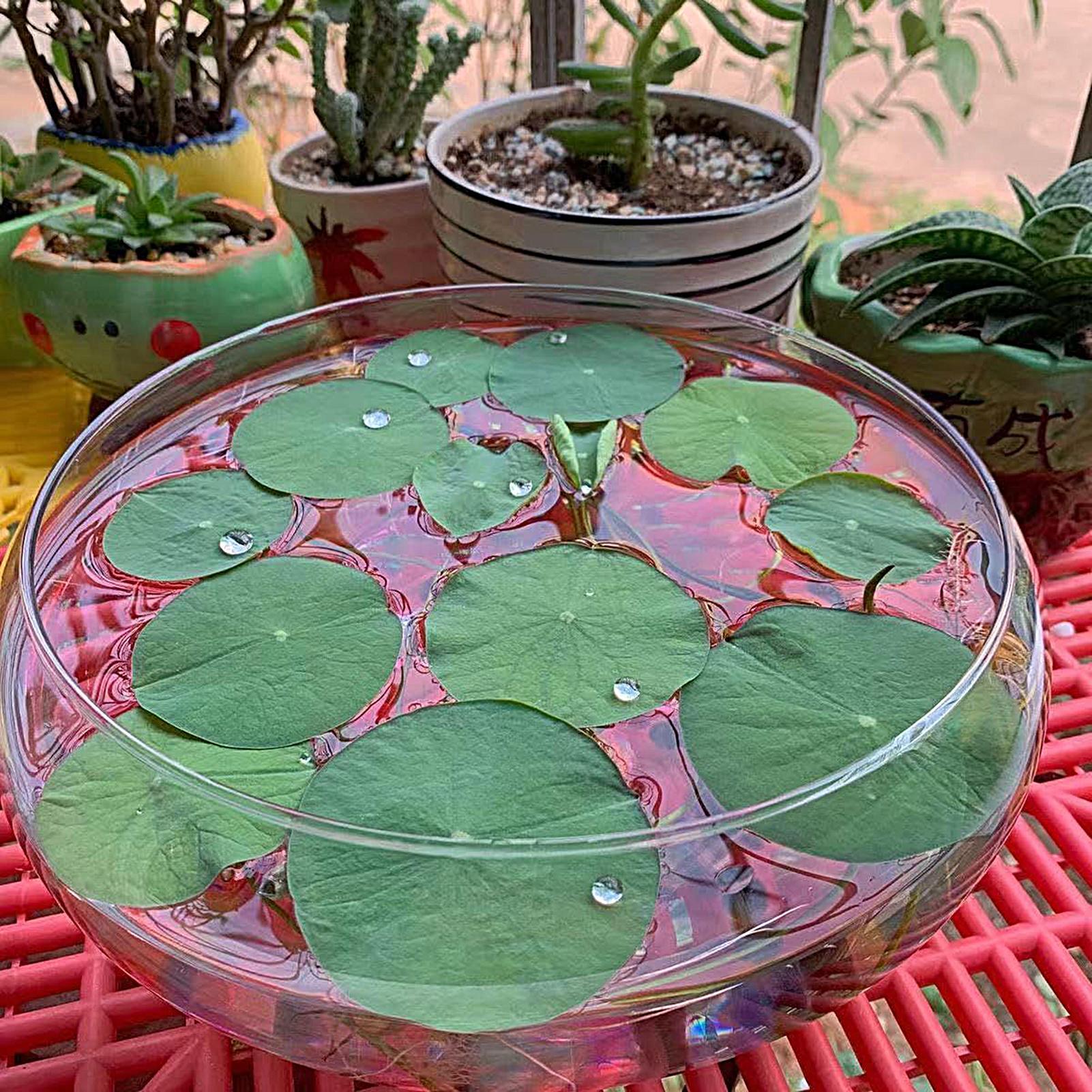 물고기 유리 그릇 유리 대형 수경 재배 화분 얕은 원형 - Planted Aquarium For Goldfish 리뷰 및 가격