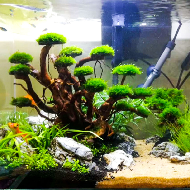 수족관 조경용 이끼나무 뼈대 마감된 유목 삼나무 뿌리  - Aquarium Planting Ideas 리뷰 및 가격