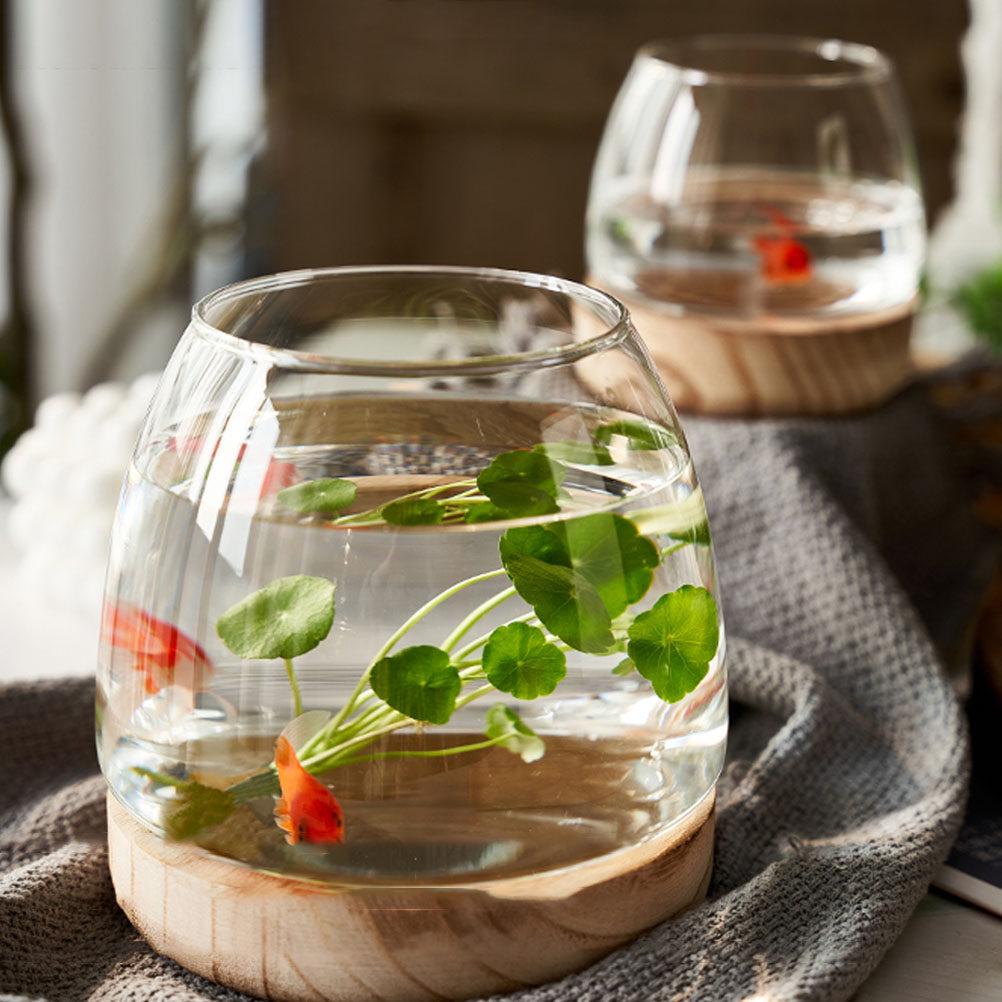 투명 유리 재질의 수경 재배용 식물 테라리움 세트, 나 - Aquarium Plant Original 리뷰 및 가격