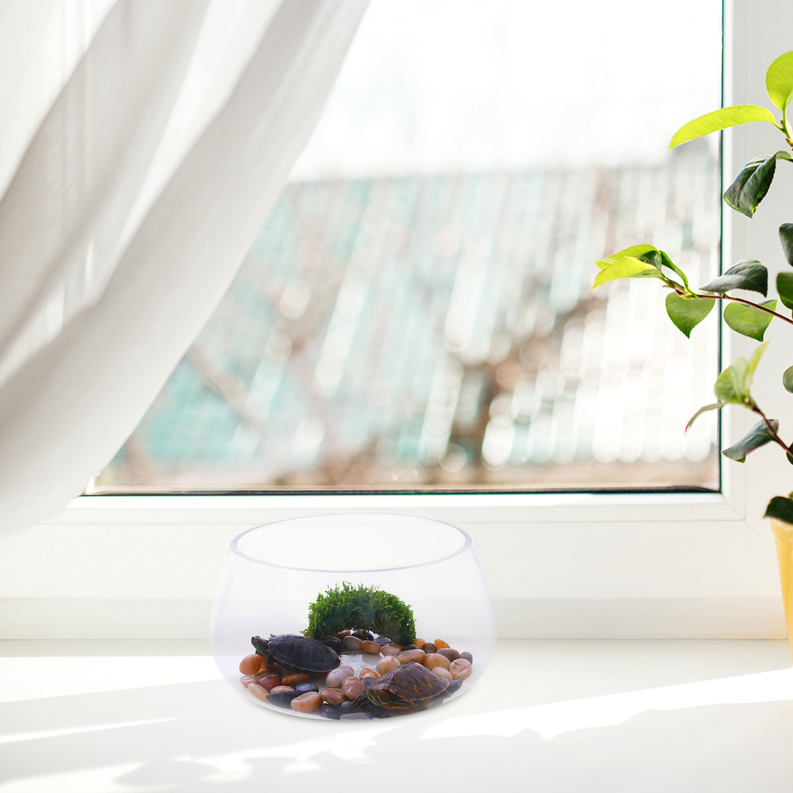 둥근 투명 유리 어항, 미니 수족관, 책상 장식용, 금 - Planted Aquarium For Goldfish 리뷰 및 가격